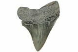 Serrated, Juvenile Megalodon Tooth - South Carolina #312107-1